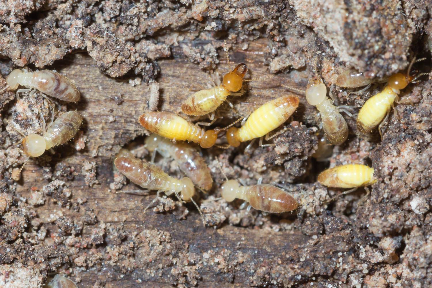 termite baits vs. chemical treatments 1