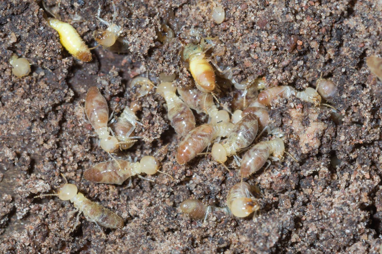 termite baits vs. chemical treatments 2